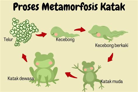 Foto : Proses Metamorfosis Katak