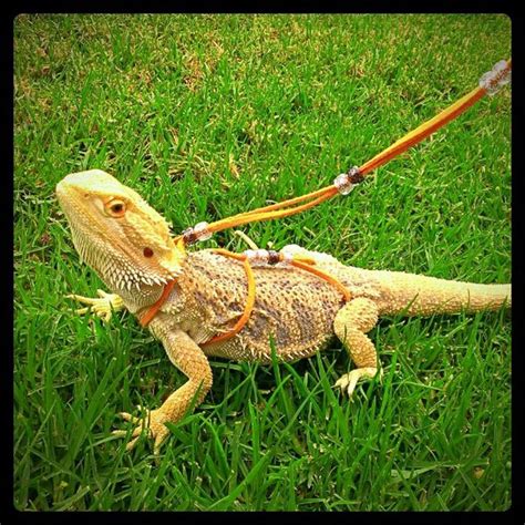 20+ Different Types of Bearded Dragons with Colors, Species and Pictures | Gate Information ...