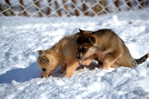 2 alaskan malamute puppies free image | Peakpx