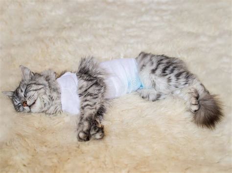 Cat with Bandages Recovering from Surgery for Sterilization Stock Image ...