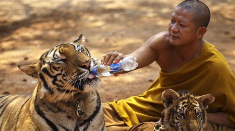 40 Dead Tiger Cubs Found at Thai Temple