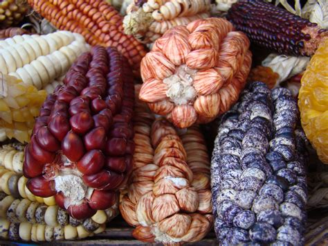 Scientists Overhaul Corn Domestication Story With Multidisciplinary ...