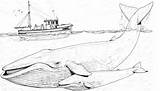 Humpback Whale Coloring Pages sketch template