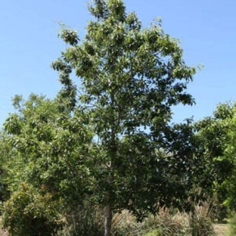 Buy Quercus petraea x robur Online - Southern Woods