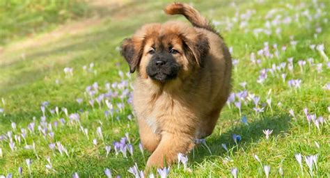 Lion Dog - Fun Facts About The Hairy Tibetan Mastiff