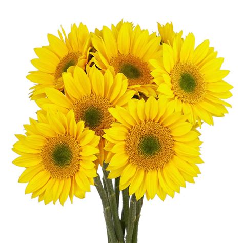 Sunrich Gold - Sunflower - Esmeralda Farms Wholesale Flowers