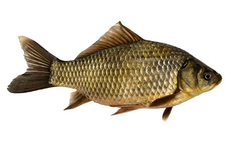 Crucian Carp - The Perfect Cyprinid? — WildArt Photographer of the Year