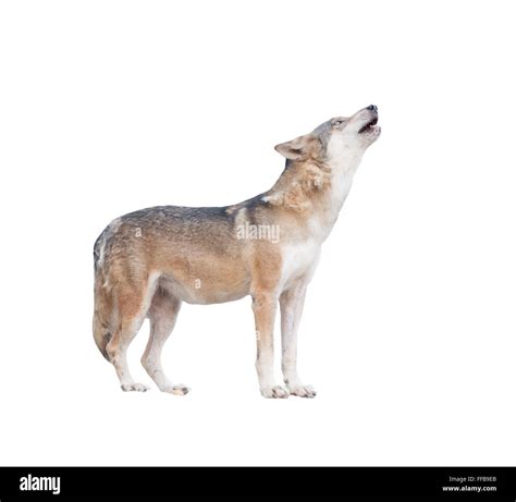 gray wolf howling isolated on white background Stock Photo - Alamy