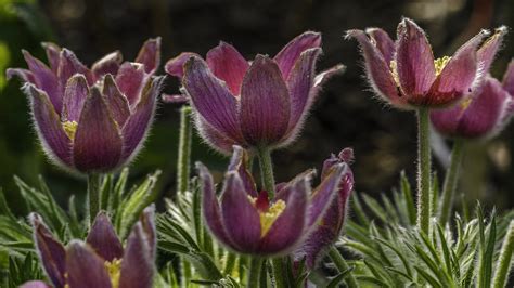 Pulsatilla | Flickr