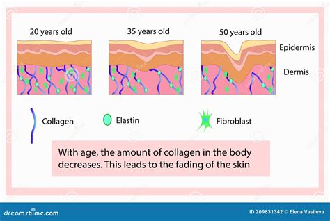 Vector Illustration of Structure Cells with Collagen, Elastin and Fibroblast, Aging Process ...