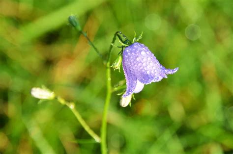 Campanula Bellflower Plant Care | Plantly