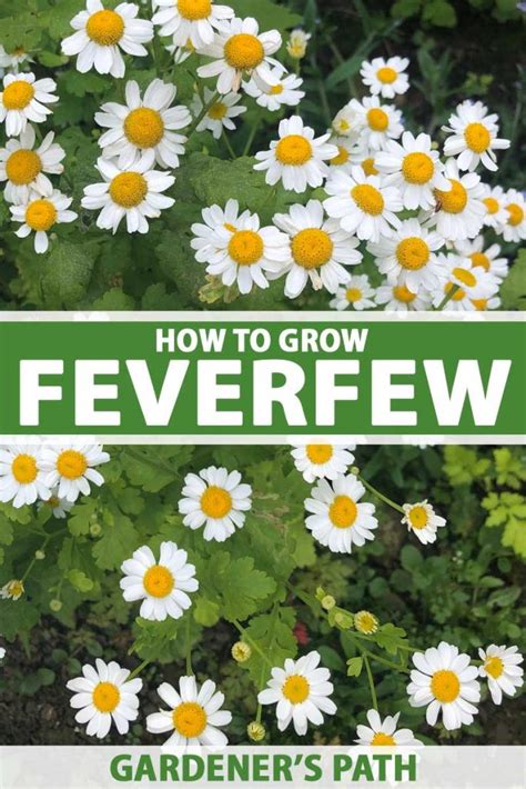 How to Plant and Grow Feverfew | Gardener’s Path