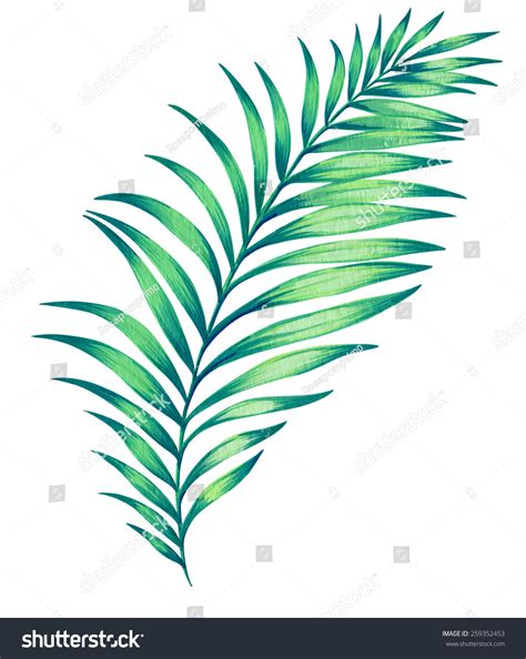 Large Illustrated Palm Leaf. Hand Drawn Illustration, Isolated On White - 259352453 : Shutterstock