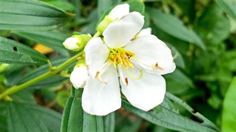 Free stock photo of Angiosperms, botanical gardens, flower