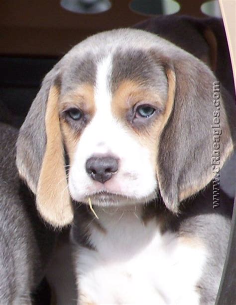 COLORS, UNIQUE BEAGLE COLORS: Khaki, Mocha, Lilac, and Silver | Beagle ...