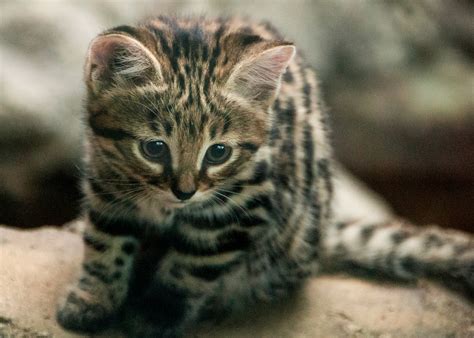 Philadelphia Zoo Welcomes Black-Footed Cat Kittens And We Are Freaking Out | HuffPost