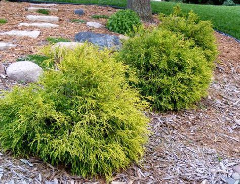 Descriptions of small evergreen shrubs - perfect for foundation ...