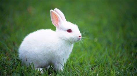 Petition · Get an Albino Rabbit Named Miffu for the Dan · Change.org