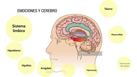 EMOCIONES Y CEREBRO by Blanca Anahí Gama Garcia on Prezi