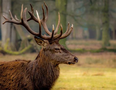 A Buck Deer with Huge Antlers Stock Image - Image of outdoors, autumn ...