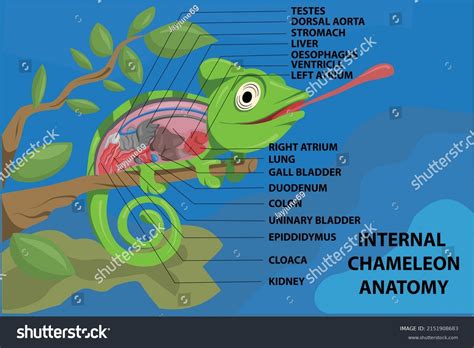 Anatomy Chameleon On Blue Background Cartoon Stock Vector (Royalty Free) 2151908683 | Shutterstock