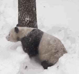 Rolling Panda GIFs - Get the best GIF on GIPHY