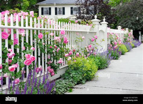 Climbing roses on fence and colorful garden border. White picket fence, pink, blue, green and ...