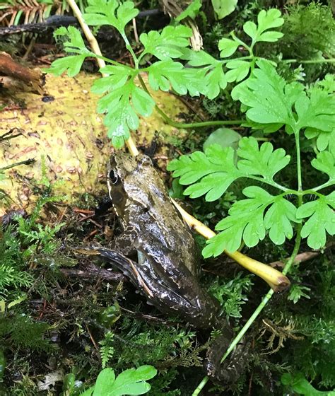 Walk In The Park: The Not So Common Irish Frog