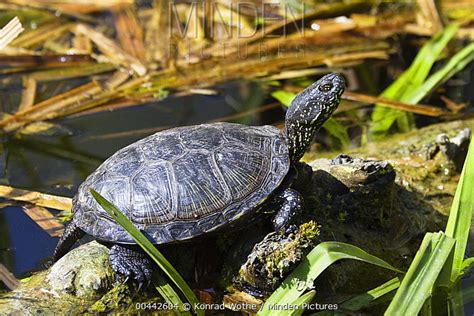 European Pond Turtle stock photo - Minden Pictures