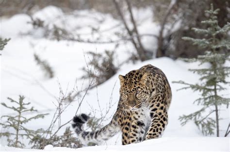 Amur Leopard Facts