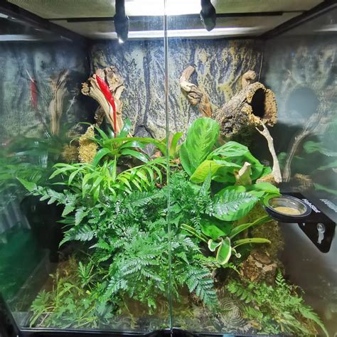 My double setup 🥰😋 : r/Vivarium