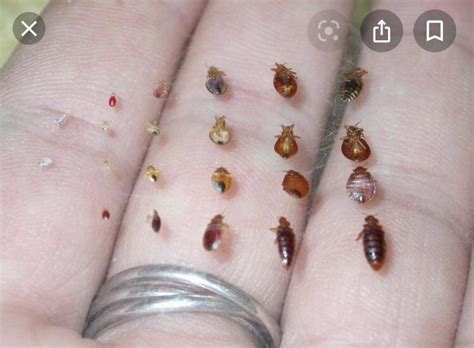 Bed Bug Eggs Size