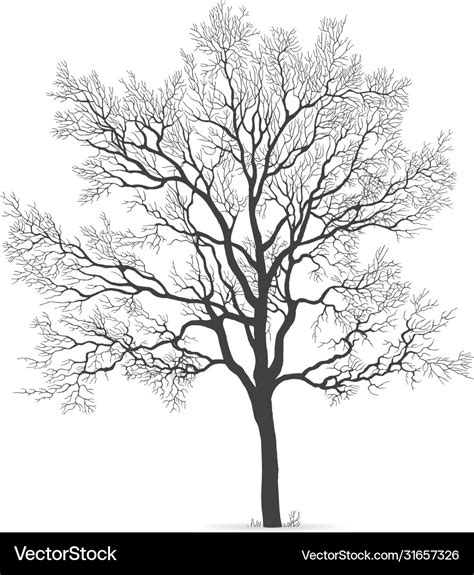 Oak Tree Silhouette Vector Art