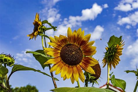 20 Must-See Sunflower Fields in Kansas [Summer/Autumn 2023]