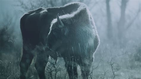 European Bison on Behance