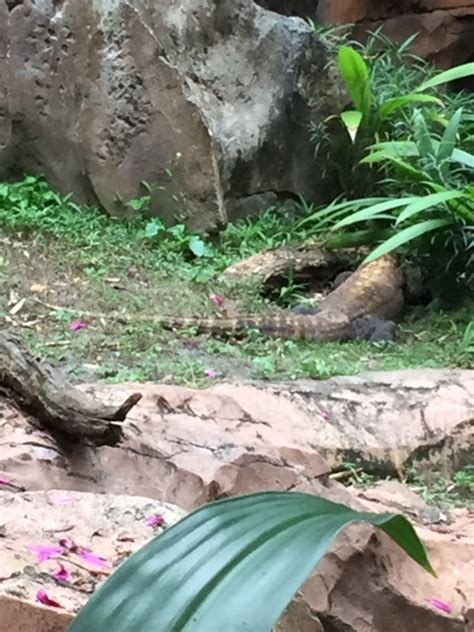 Animal Kingdom's Komodo Dragon - Living a Disney LifeLiving a Disney Life