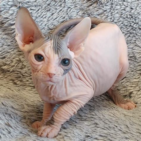 Don Sphynx Cats For Sale | Crestline, CA #200562 | Petzlover