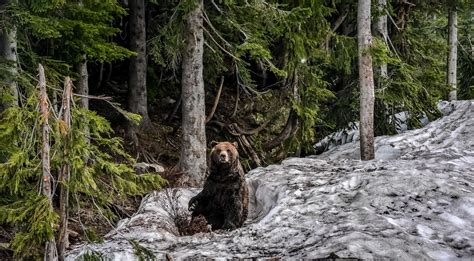 Canadian Rockies: 11 of the Best Hikes in Jasper, Banff and Beyond