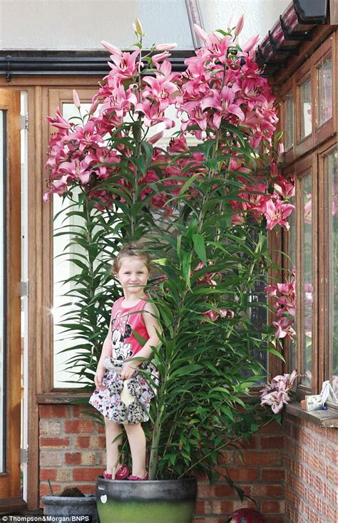 Would you grow the world's 'tallest' lily? | Tree lily, Popular flowers, Plant pictures