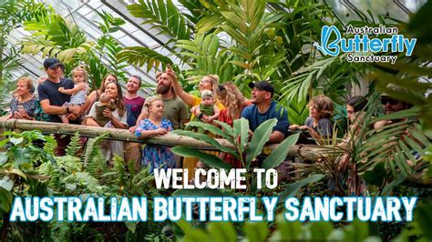 Welcome to Australian Butterfly Sanctuary | Things to do in Kuranda | Tropical North Queensland ...