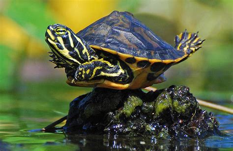 Factsramblog: Pond Slider Turtle.