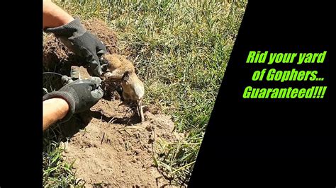 Guaranteed easy way to get rid of gophers from damaging your yard.Gopher trapping techniques ...