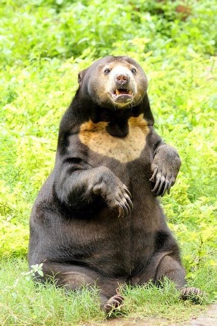 Sun bears use their distinctive chest marking to indicate age and wellness, with the circle ...