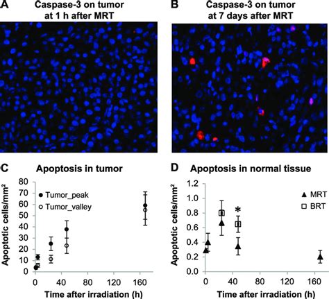 Immunofluorescence staining of cleaved caspase-3 as cell apoptosis ...