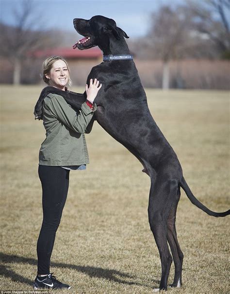 20 Of The World’s Largest Dog Breeds | Tallest dog, Dog breeds, Big dogs