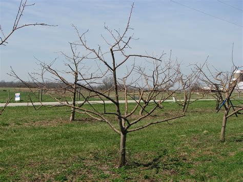 Kentucky Home Gardens: Pruning Fruit Trees