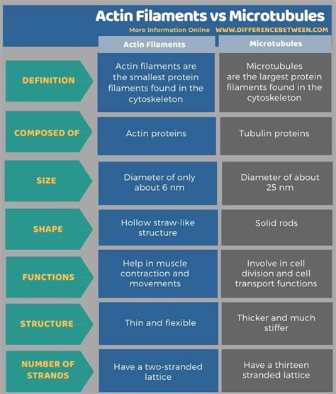 Difference Between Actin Filaments and Microtubules | Compare the Difference Between Similar Terms