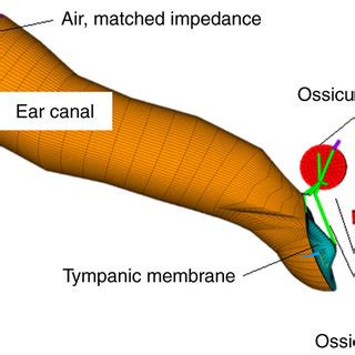 Schematic representation of the FEM. FEM, finite element model. | Download Scientific Diagram