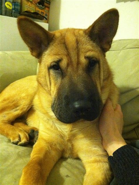 Shar-Pei / German Shepherd mix!! Cutest thing ever! | Dog crossbreeds, Mixed breed dogs, Dog breeds