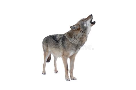 Howling Gray Wolf Isolated on White Stock Photo - Image of fear ...